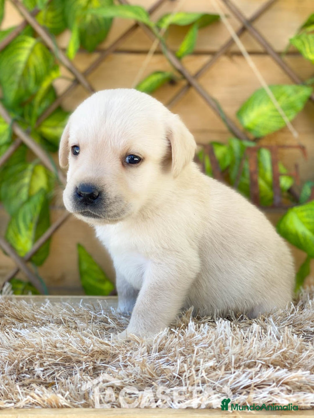 Labrador Retriever perros en venta: Camada de Helena  - Imagen 7
