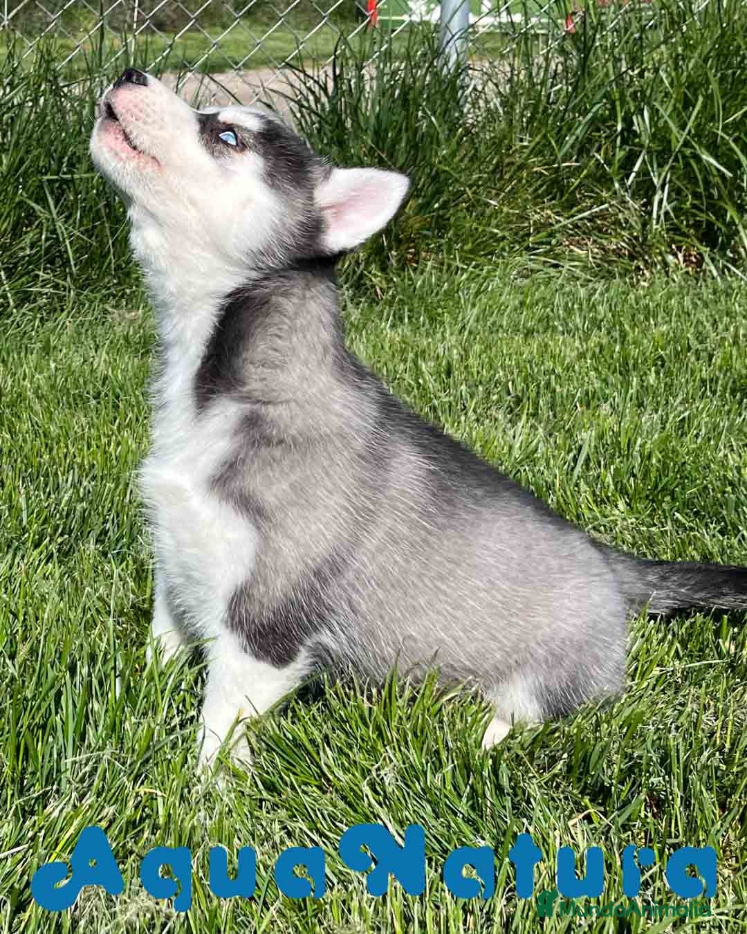 Husky Siberiano perros Husky Siberiano Hembra DCD 2 AQUANATURA en Barcelona - Anuncio 2