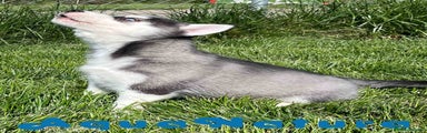 Husky Siberiano