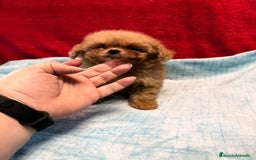 Shihpoo perros en venta: Monísima ShihPoo  - Imagen 7