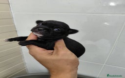 Chihuahua perros en venta: Chihuahua negra  - Imagen 1
