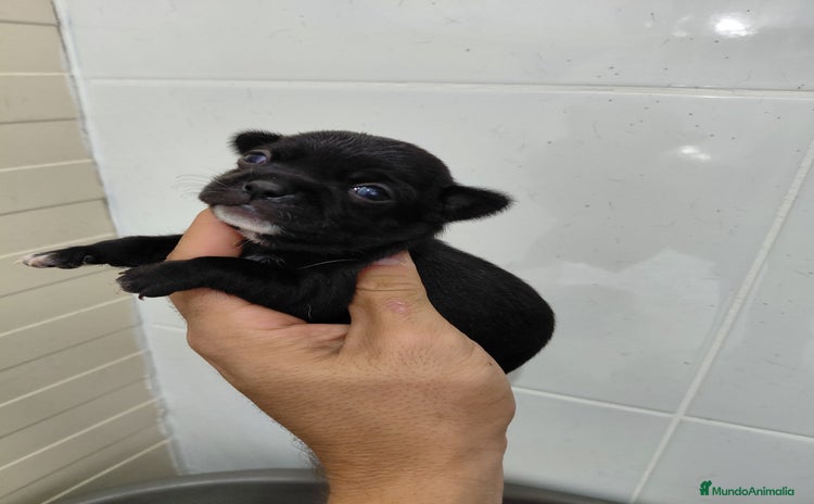 Chihuahua perros - Anuncio 9