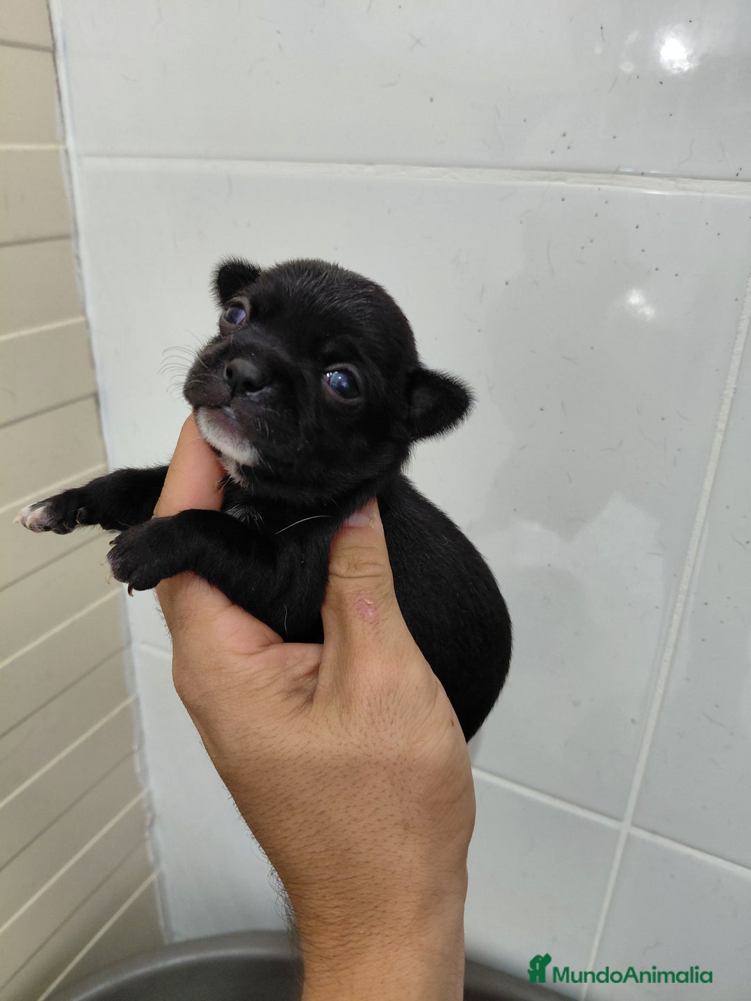 Chihuahua perros en venta: Chihuahua negra  - Imagen 1