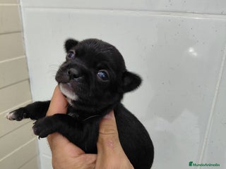 Chihuahua perros - Anuncio 3