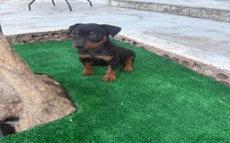 Pinscher Miniatura perros en venta: Mini pincher  - Imagen 10