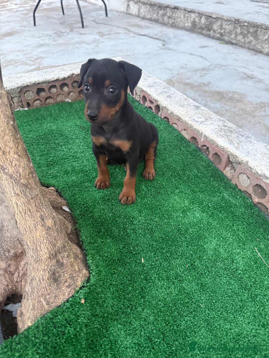 Pinscher Miniatura perros en venta: Mini pincher  - Imagen 10