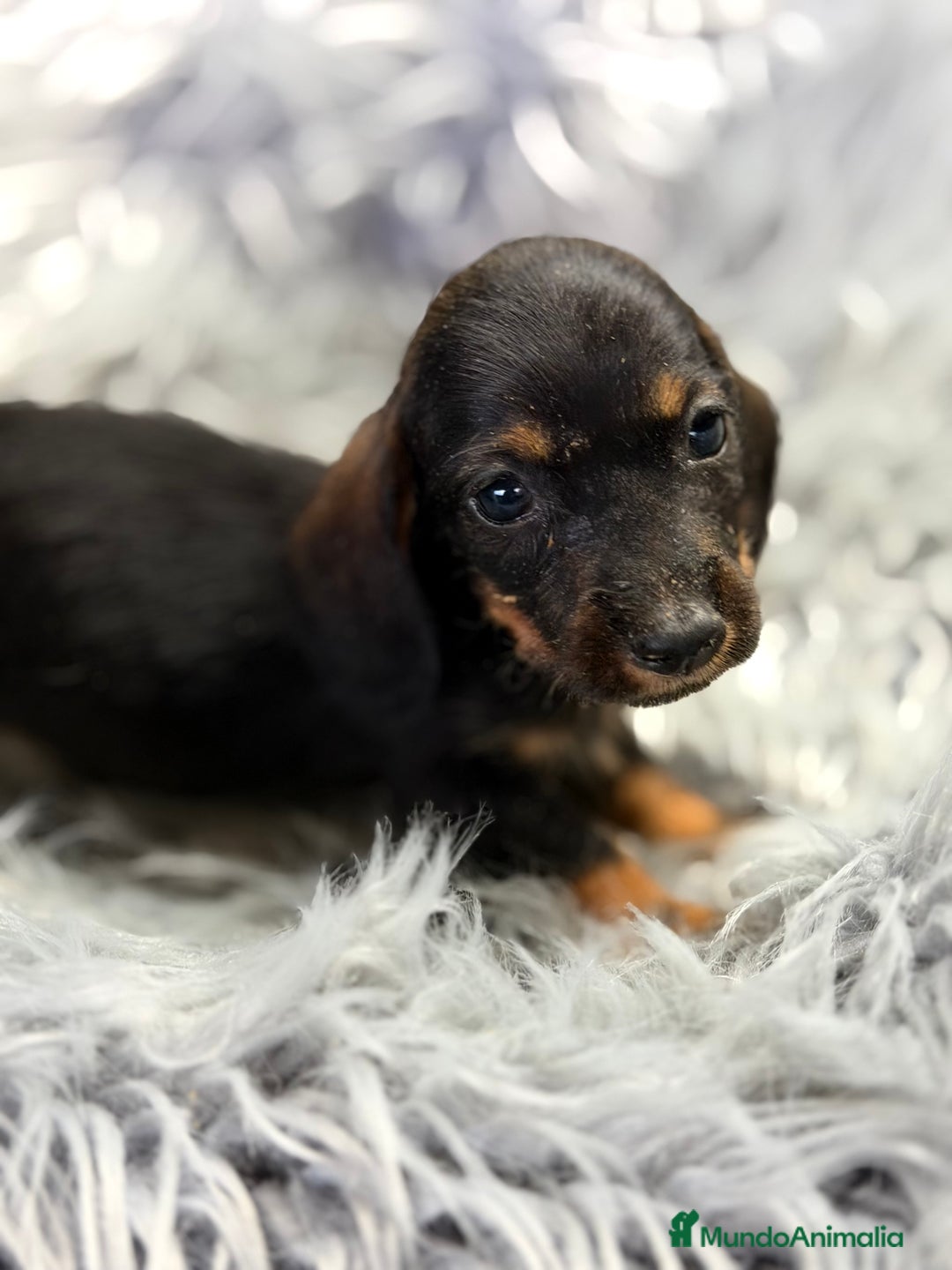 Teckel Miniatura perros en venta: Teckel Kaninchen pelo corto  - Anuncio 6