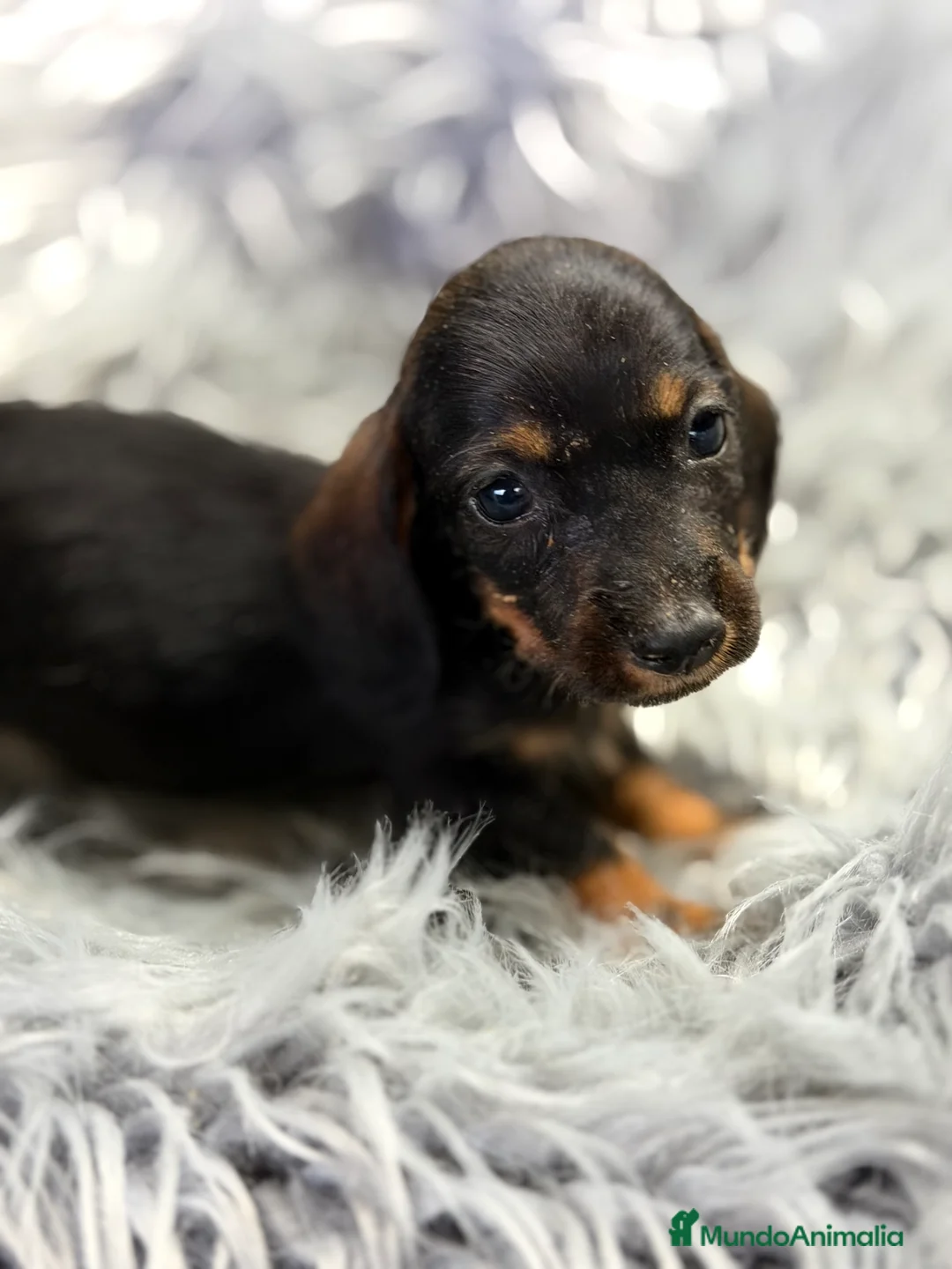 Teckel Miniatura perros en venta: Teckel Kaninchen pelo corto  - Anuncio 6