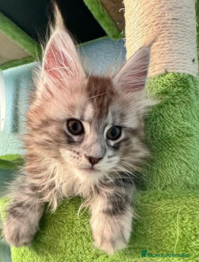Maine Coon gatos Hembra maine coon tabby silver  - Anuncio 1
