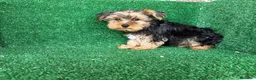 Yorkshire Terrier perros en venta: yorkshire terrier - Anuncio 7
