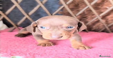 Teckel perros - Anuncio 3