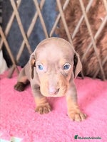 Teckel perros - Anuncio 2