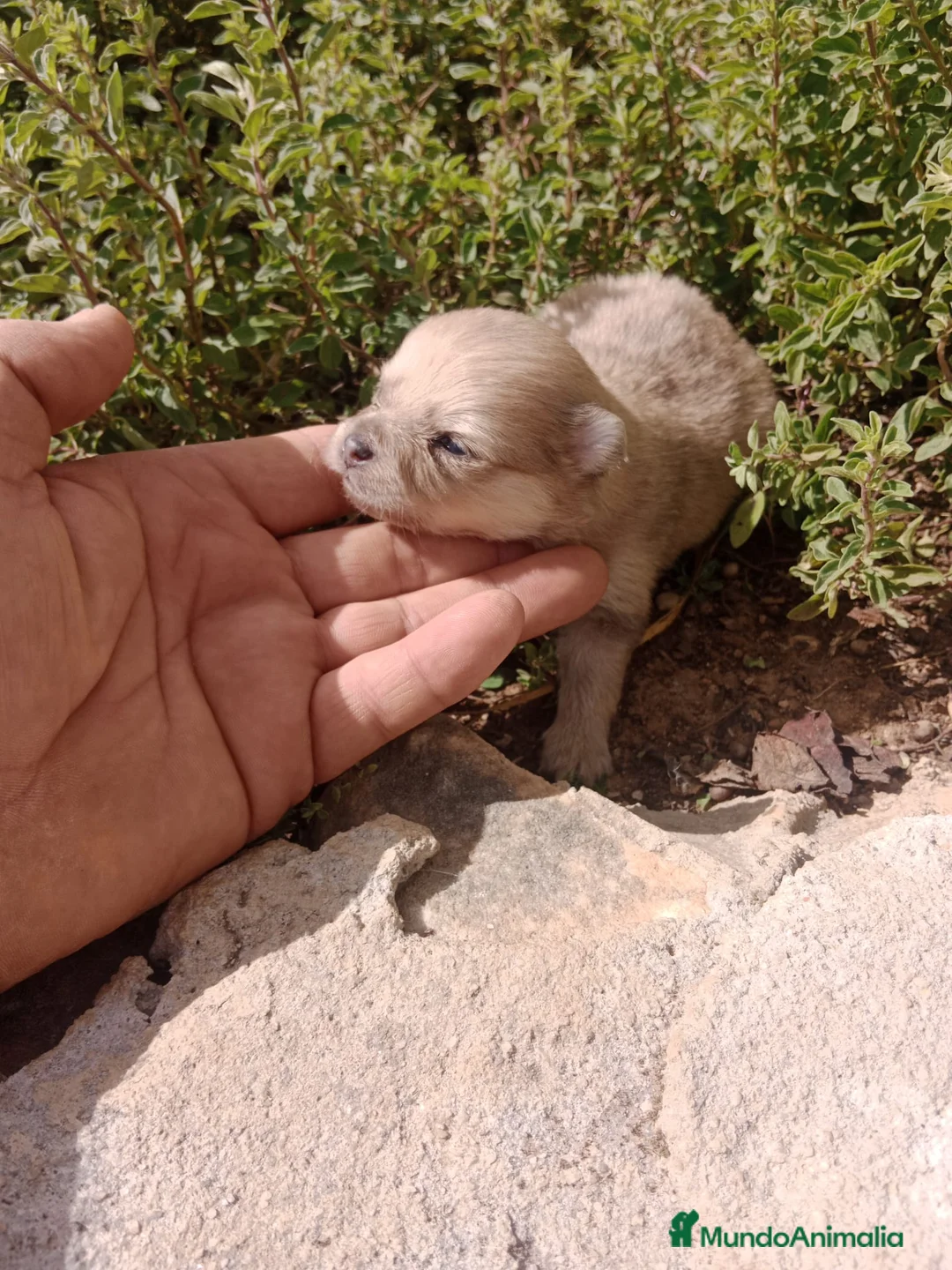 Pomerania perros en venta: Lulú de Pomerania  - Anuncio 5