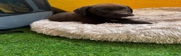 Labrador Retriever perros en venta: Labrador retriever chocolate  - Anuncio 9
