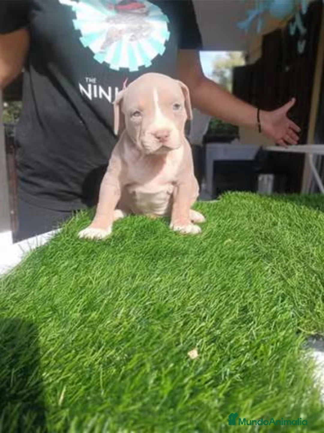 American Bully perros en venta: Cachorros de American Bully XL - Anuncio 1
