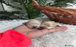 Maltipoo perros en venta: MALTIPOO  - Anuncio 14