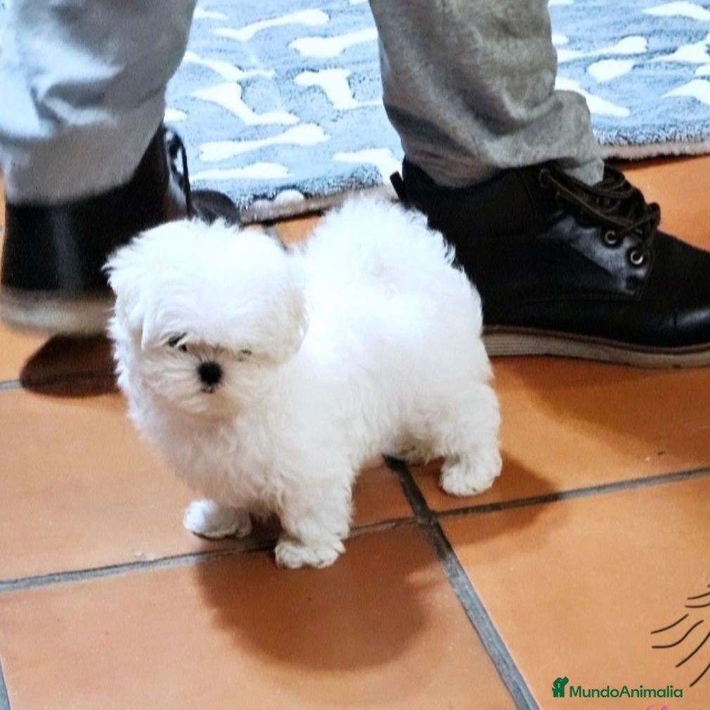 Bichón Maltés perros BICHON MALTES COREANO MINIATURA MÁXIMA CALIDAD  - Anuncio 8