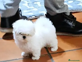 Bichón Maltés perros BICHON MALTES COREANO MINIATURA MÁXIMA CALIDAD - Anuncio 8