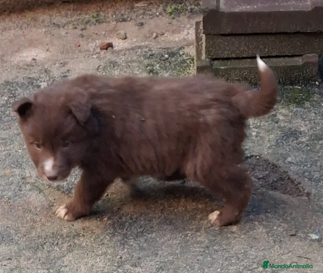 Border Collie perros en venta: Boder collie camada 1  - Anuncio 6