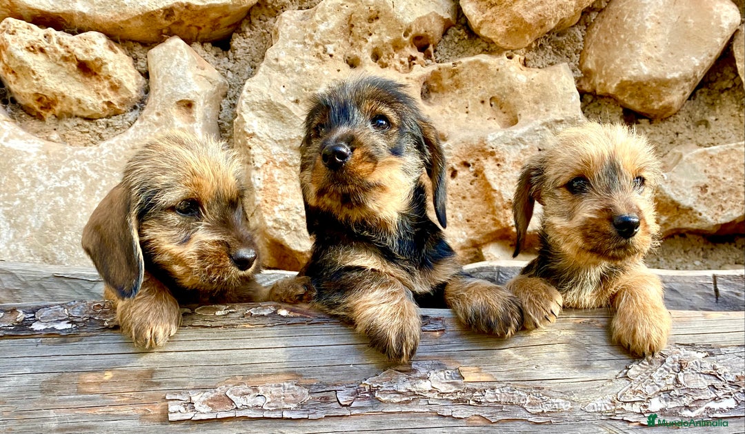 Teckel Miniatura perros en venta: TECKEL KANINCHEN (el más pequeño) MAGNIFICOS - Anuncio 6