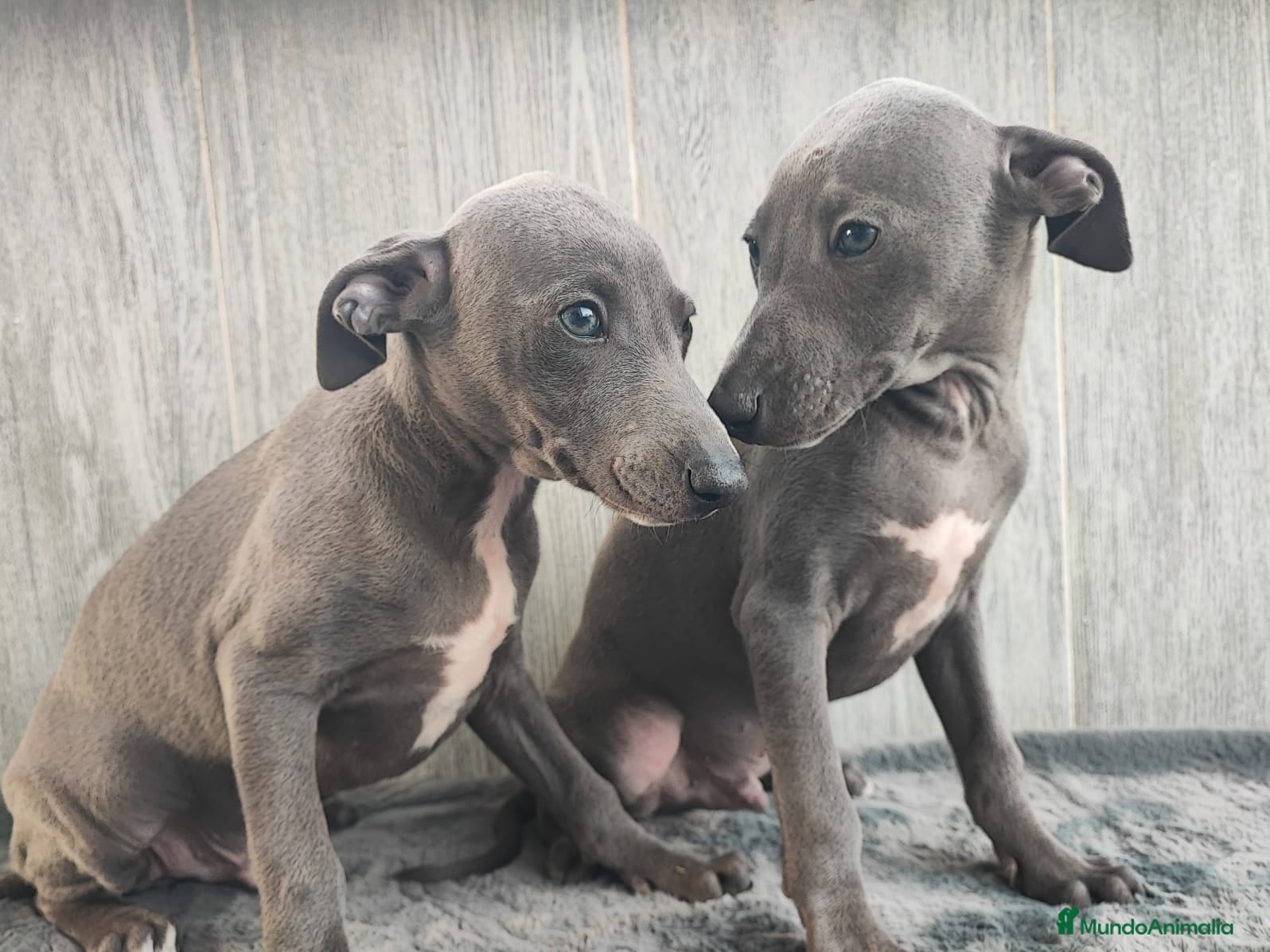 Whippet perros WHIPPET GRIS MACHO - Anuncio 1