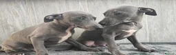 Whippet perros en venta: WHIPPET GRIS MACHO - Anuncio 1