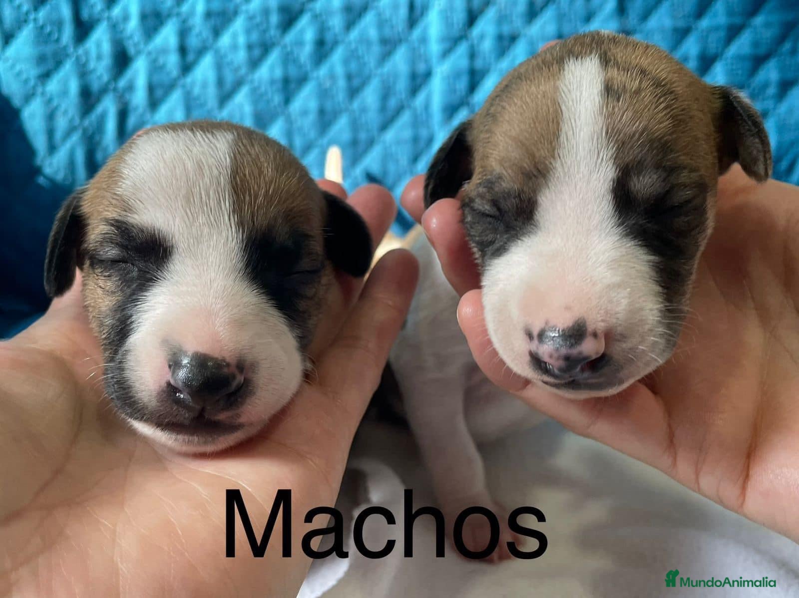 Whippet perros en venta: WHIPPET ( TODA ESPAÑA )  - Anuncio 1
