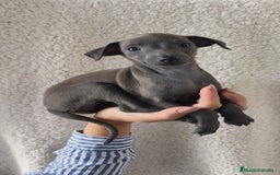 Pequeño Lebrel Italiano perros en venta: Pequeño lebrel Italiano Piccolo  - Imagen 1