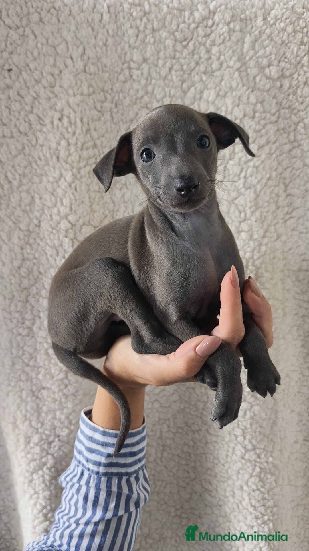 Pequeño Lebrel Italiano perros en venta: Pequeño lebrel Italiano Piccolo  - Imagen 1
