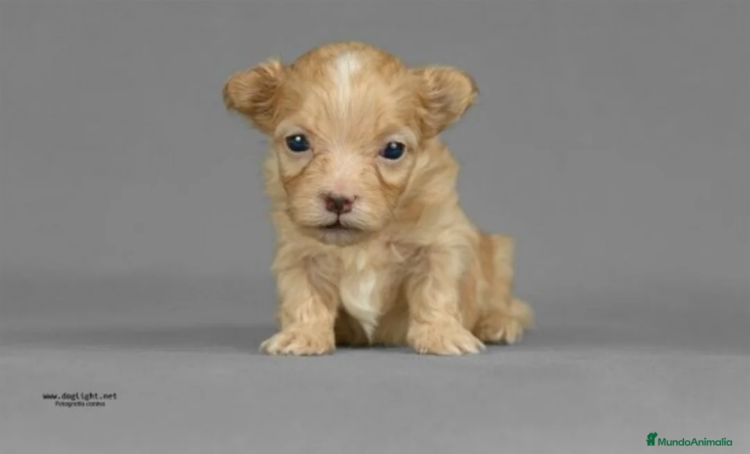 Imagen de galería {{count}}