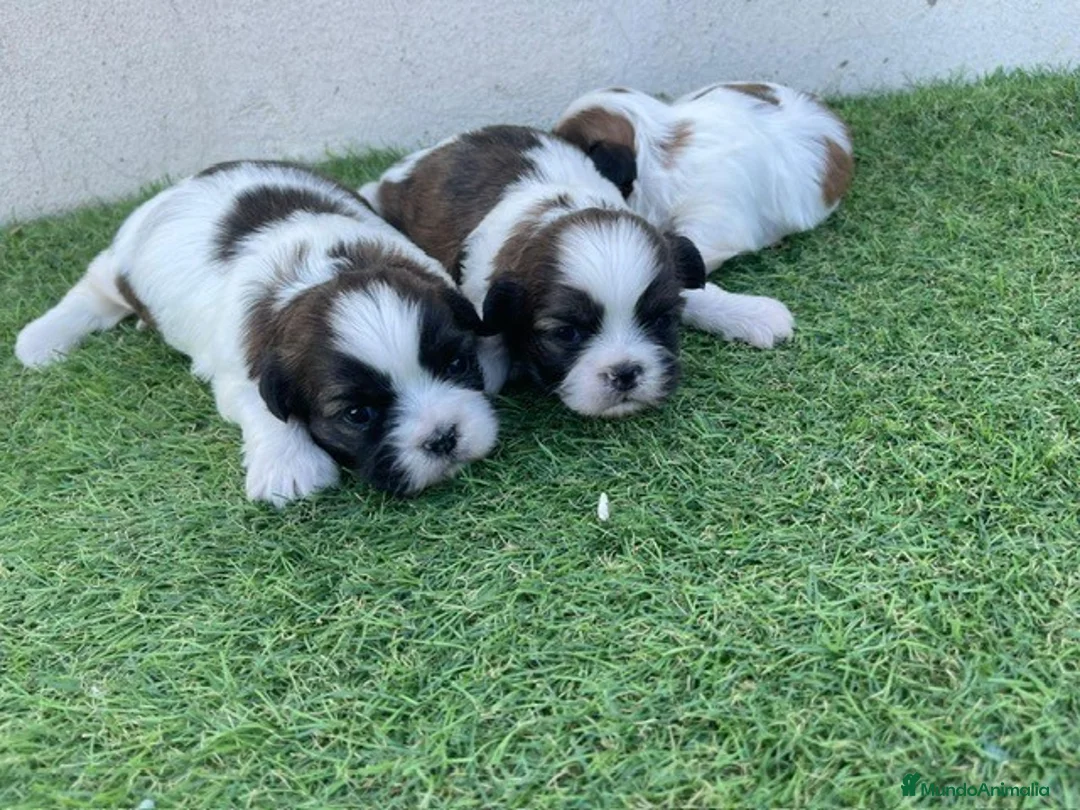 Shih Tzu perros en venta: shih tzu  - Anuncio 1