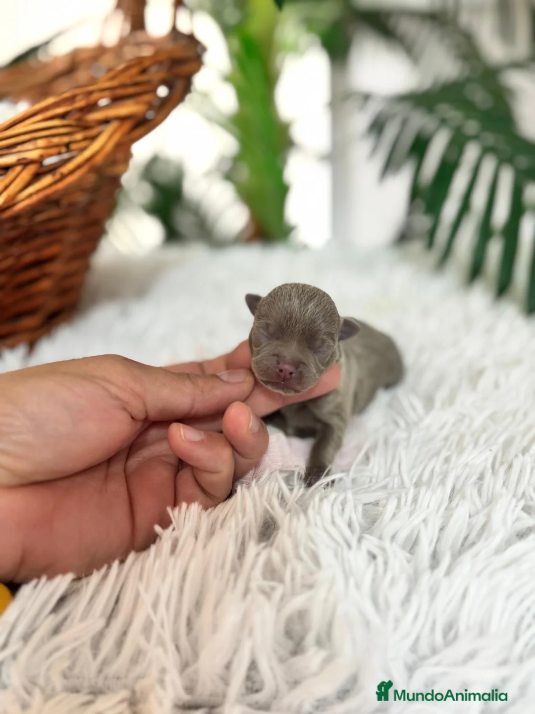 Chihuahua perros en venta: CHIHUAHA LILAC - Anuncio 2