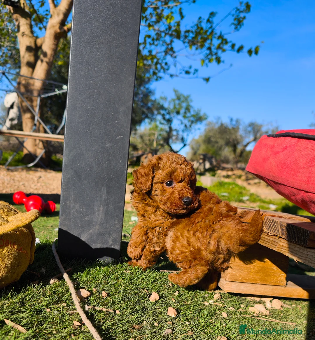 Caniche Toy perros en venta: Caniche toy rojo macho - Anuncio 7