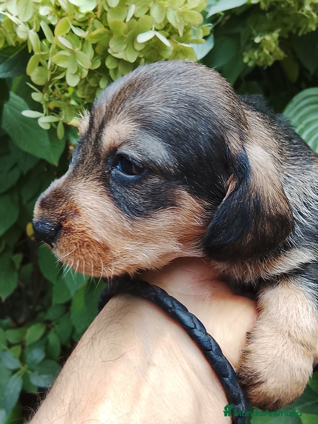 Teckel perros en venta: Teckel de pelo duro. - Imagen 4