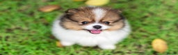 Pomerania perros en venta: Pomeranias España  - Anuncio 4