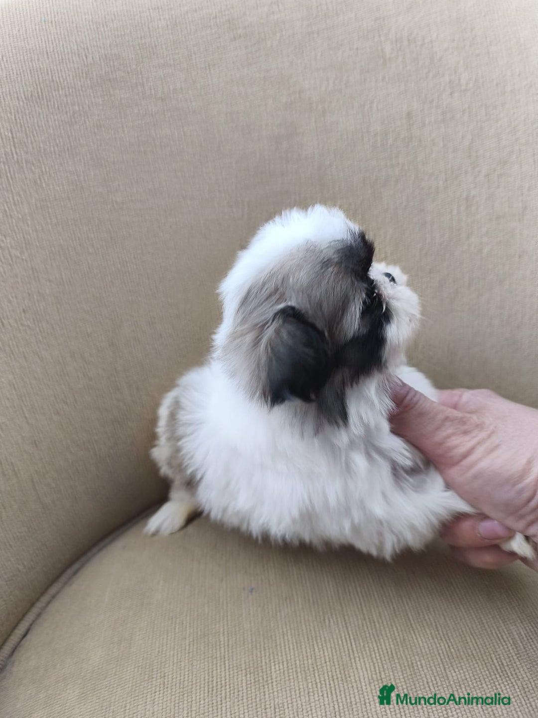 Shih Tzu perros en venta: Shihtzu - Anuncio 5