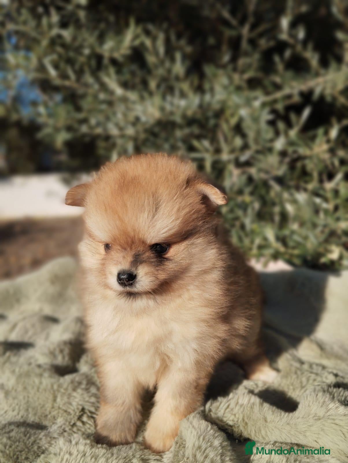 Pomerania perros en venta: Pomeranias Toy - Anuncio 1