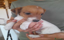 Jack Russell Terrier perros en venta: Entrañable cachorrito de Jack Russell - Imagen 2