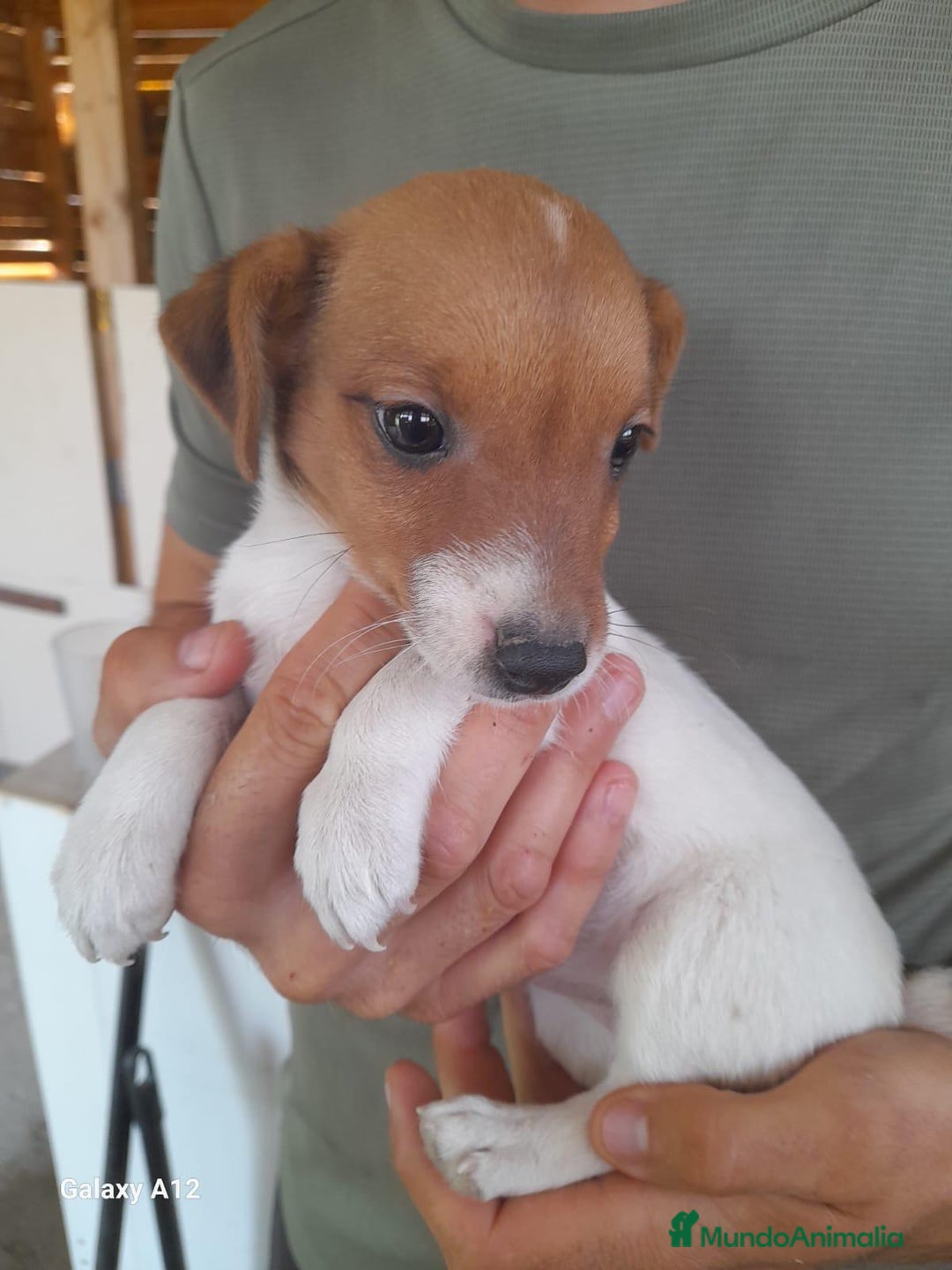 Jack Russell Terrier perros en venta: Entrañable cachorrito de Jack Russell - Imagen 2