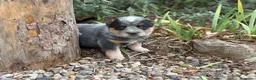 Boyero de Australia perros en venta: Australian cattle dog - Anuncio 1