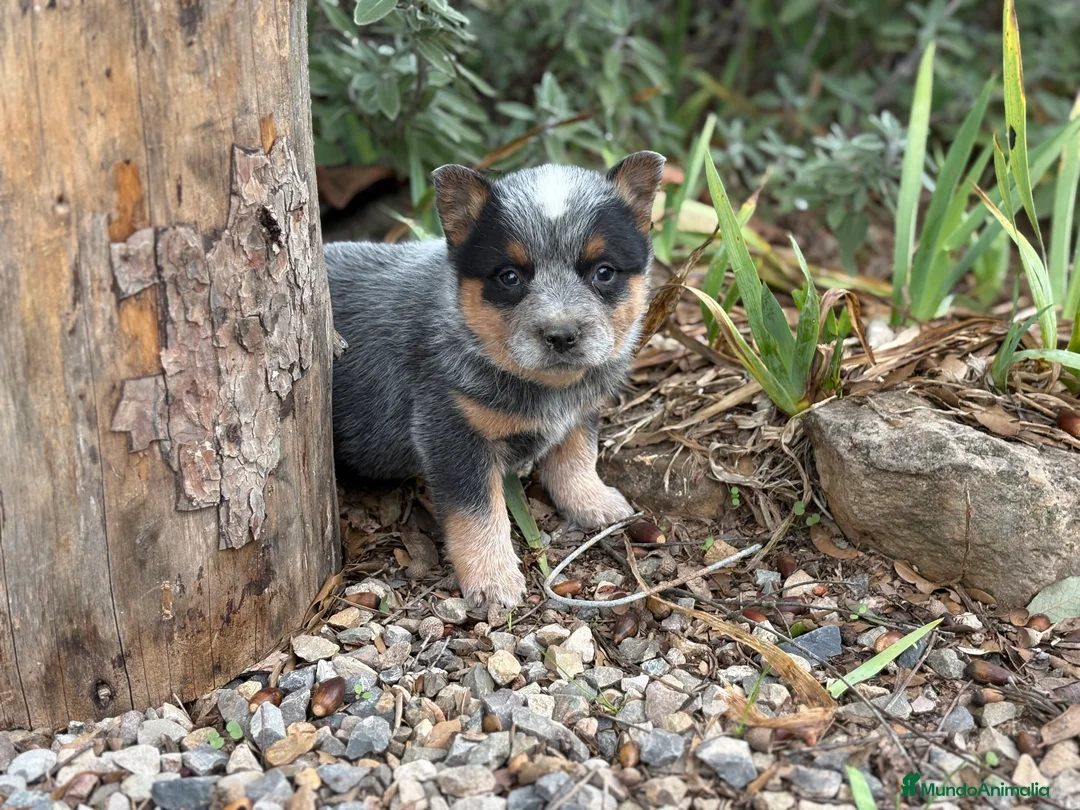 Boyero de Australia perros en venta: Australian cattle dog - Anuncio 1