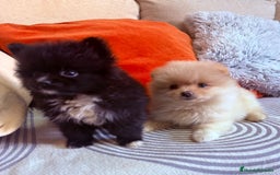 Pomerania perros en venta: Pomerania toys  - Imagen 6