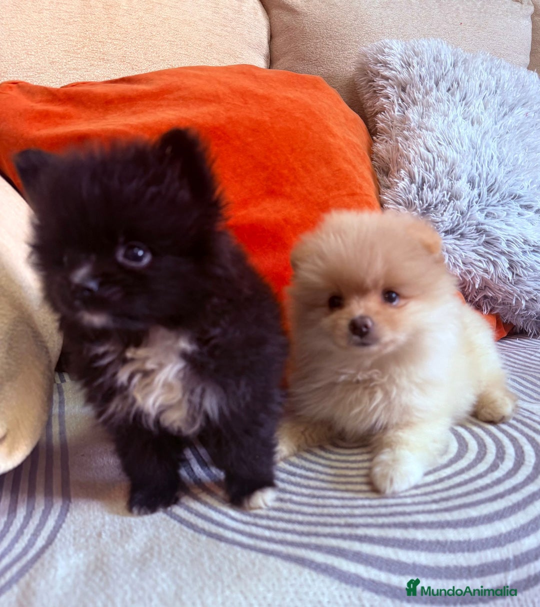Pomerania perros en venta: Pomerania toys  - Imagen 6