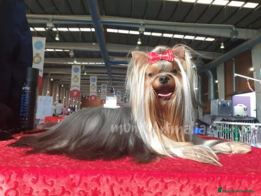 Imagen de galería {{count}}