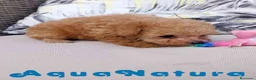 Caniche Toy perros en venta: Caniche Hembra 1 de Estela y King AQUANATURA - Anuncio 6