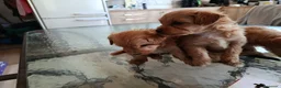 Maltipoo perros en venta: MALTIPOOS, PRECIOSA CAMADA - Anuncio 3