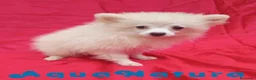Pomerania perros en venta: Pomerania Hembra 8297 AQUANATURA - Anuncio 3