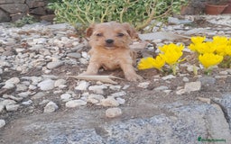 Yorkshire Terrier perros en venta: YORKSHIRE - Imagen 3