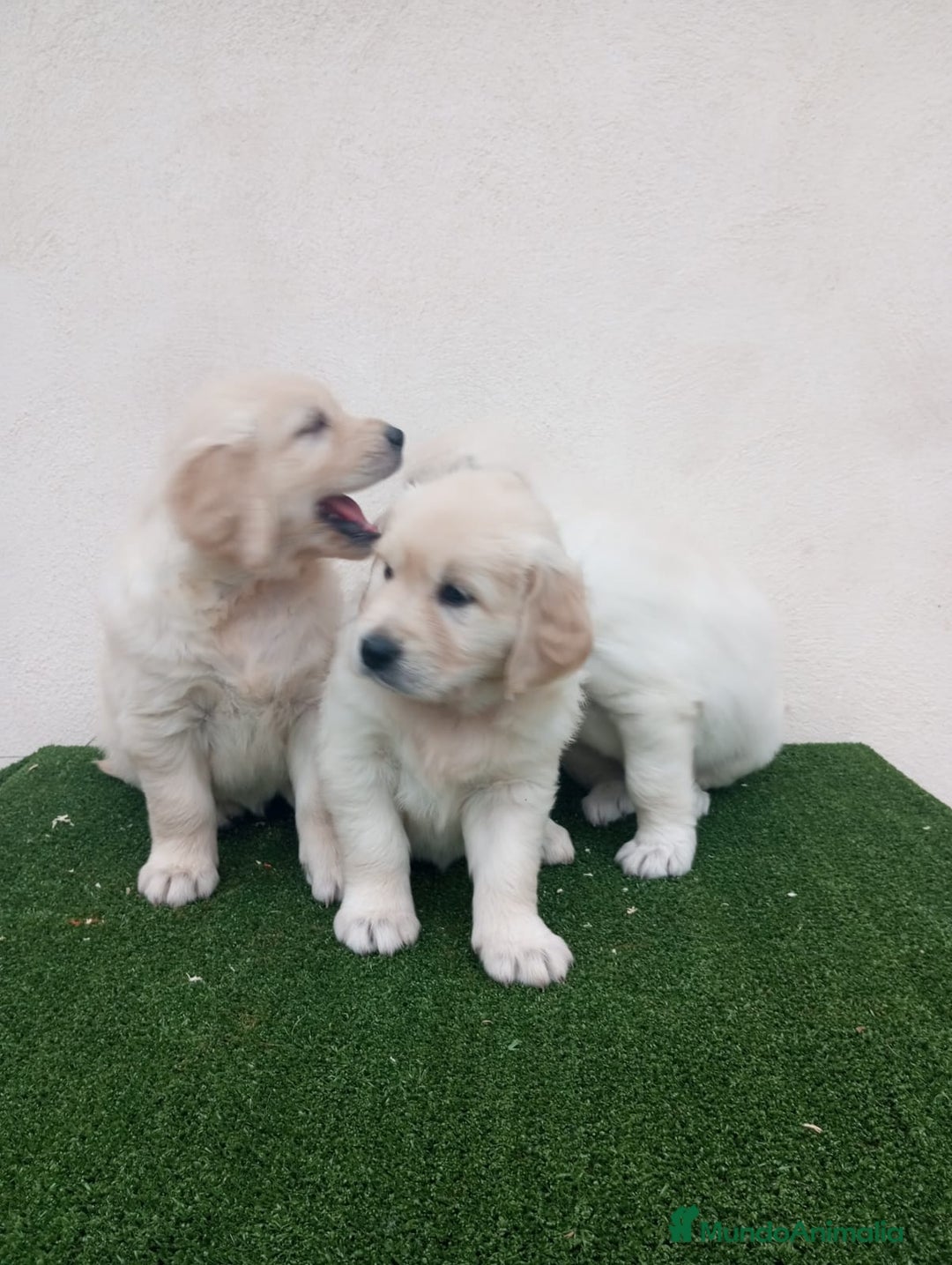 Golden Retriever perros en venta: Espectaculares ejemplares de GOLDEN RETRIEVER  - Anuncio 11