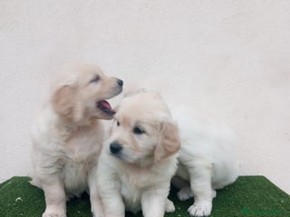 Golden Retriever perros Espectaculares ejemplares de GOLDEN RETRIEVER - Anuncio 2